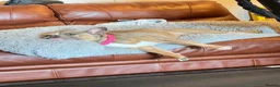 French Bulldog dogs for sale: French Bulldog 4 years old - Advert 4