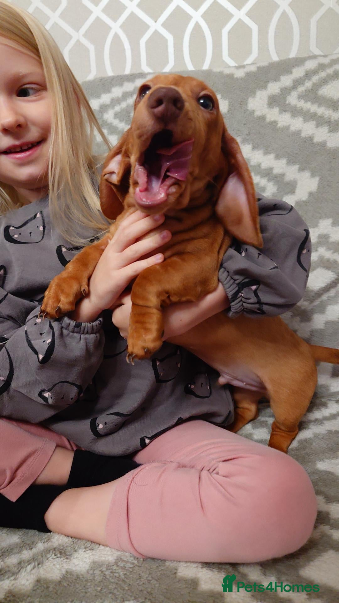Miniature Dachshund dogs Beautiful Miniature Puppy Dachsung  - Advert 2