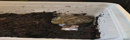 Frog reptiles for sale: Baby African bullfrog (pixie frog) for sale  - Advert 4