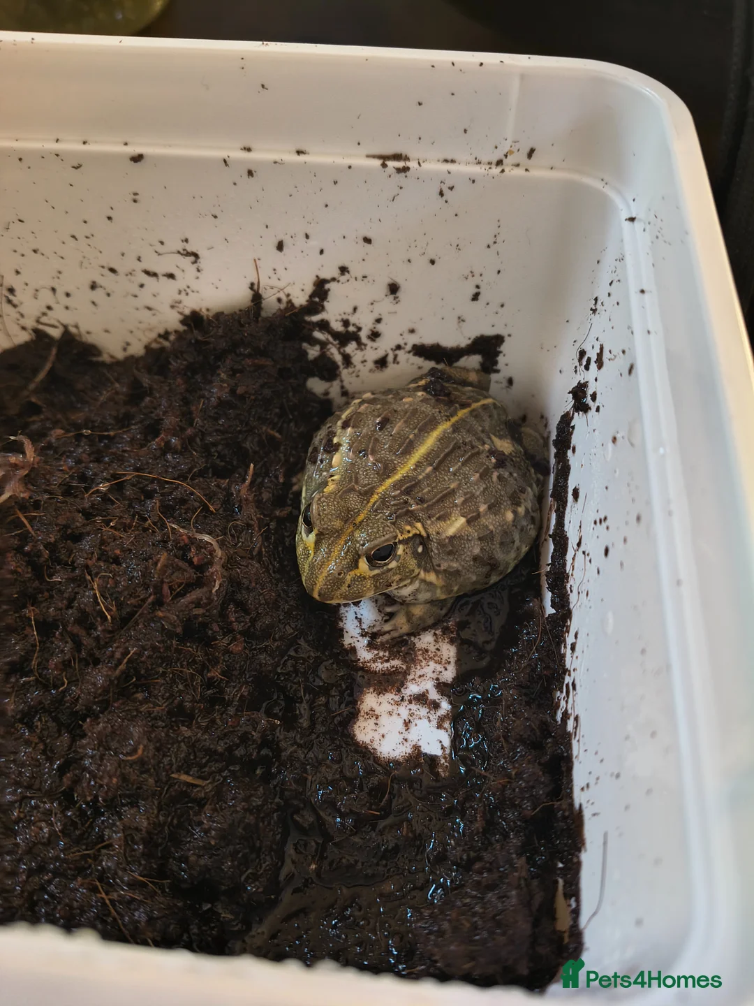 Frog reptiles for sale: Baby African bullfrog (pixie frog) for sale  - Advert 4