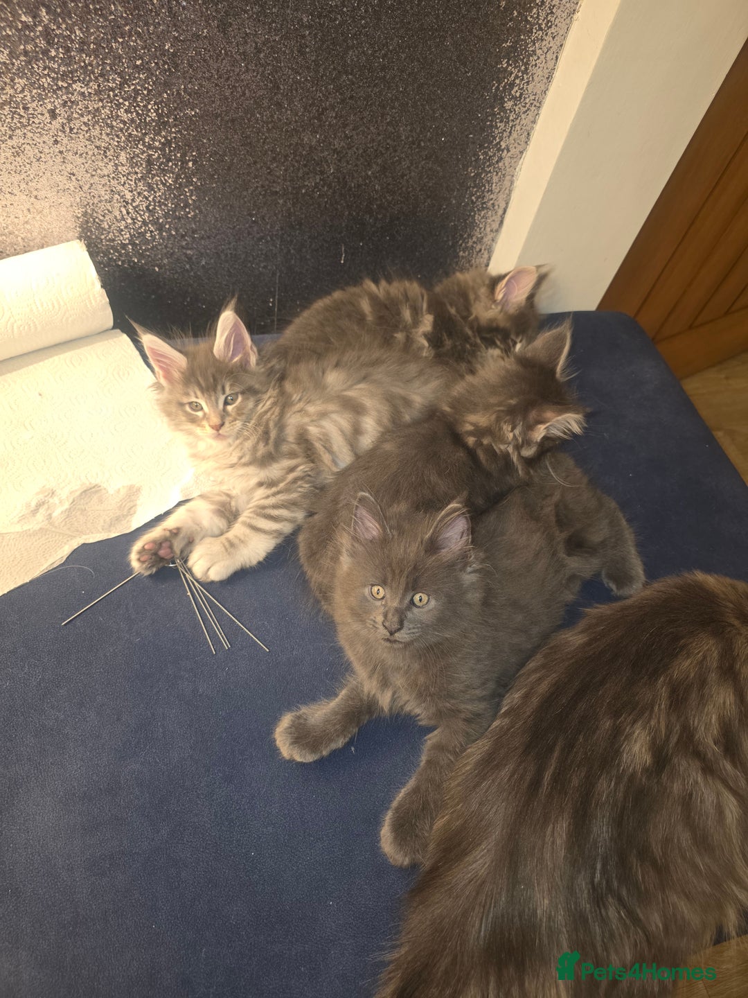 Maine Coon cats for sale: Maine Coon kittens  - Advert 15