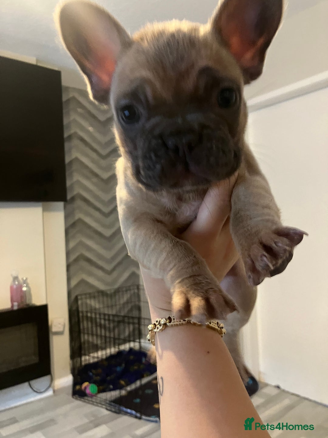 French Bulldog dogs for sale: Fluffy French bull dogs for sale - Image 6