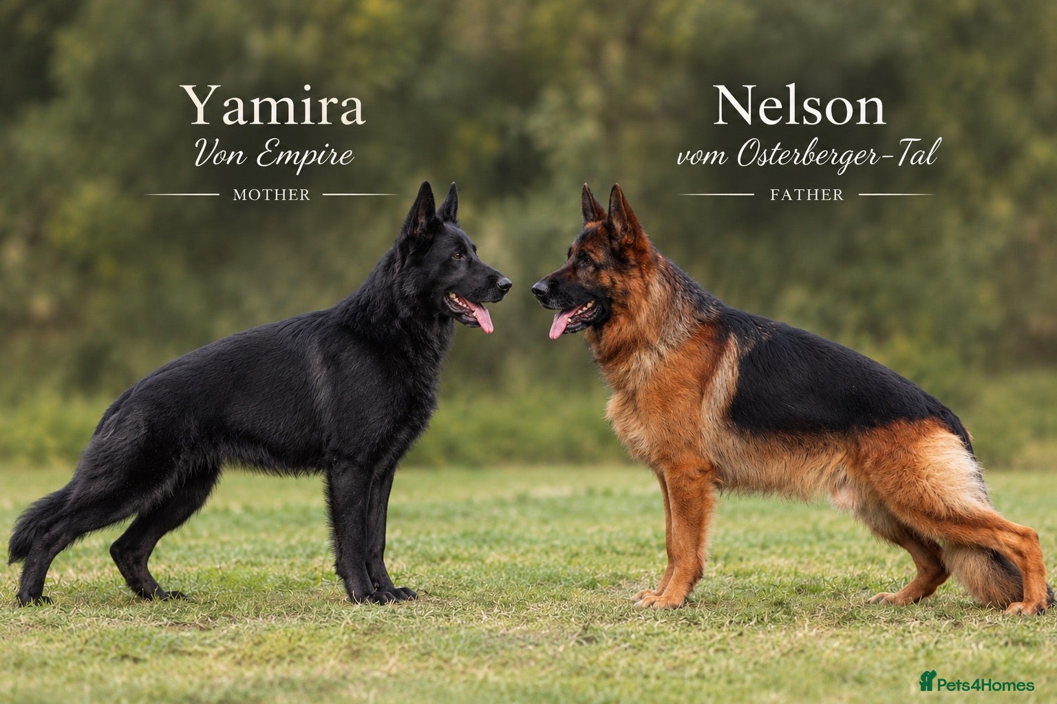 German Shepherd dogs for sale: German Shepherd Puppies-show-line parents - Advert 2