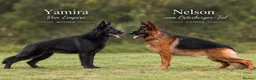 German Shepherd dogs for sale: German Shepherd Puppies-show-line parents - Advert 2