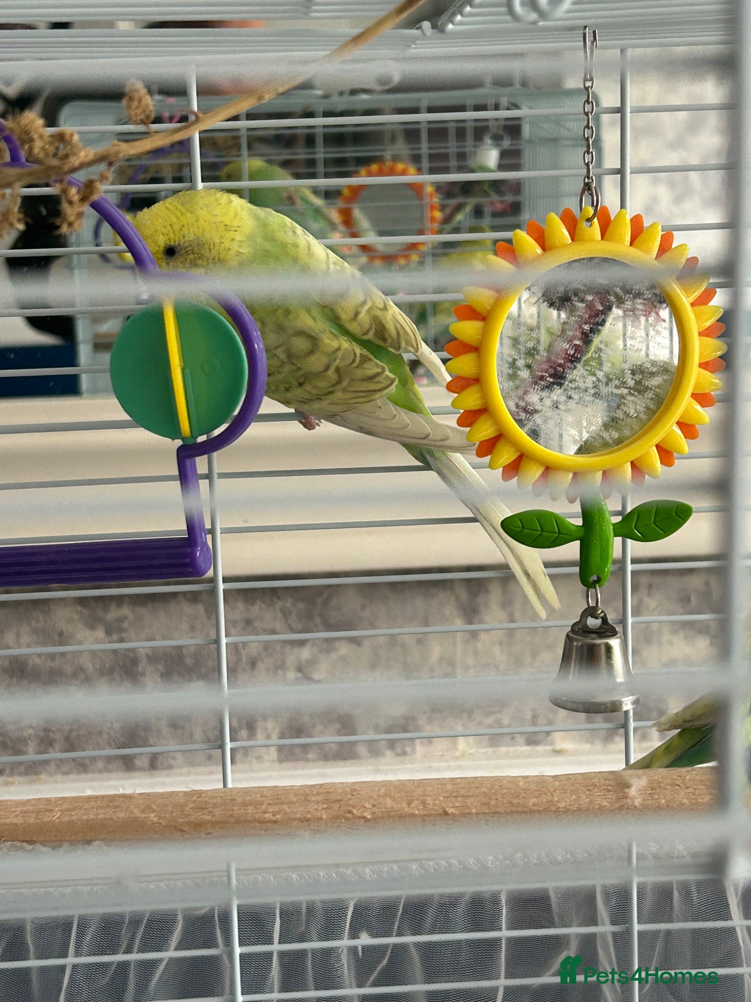 Budgerigars birds for sale: 2 female baby budgies  in Enfield - Advert 7