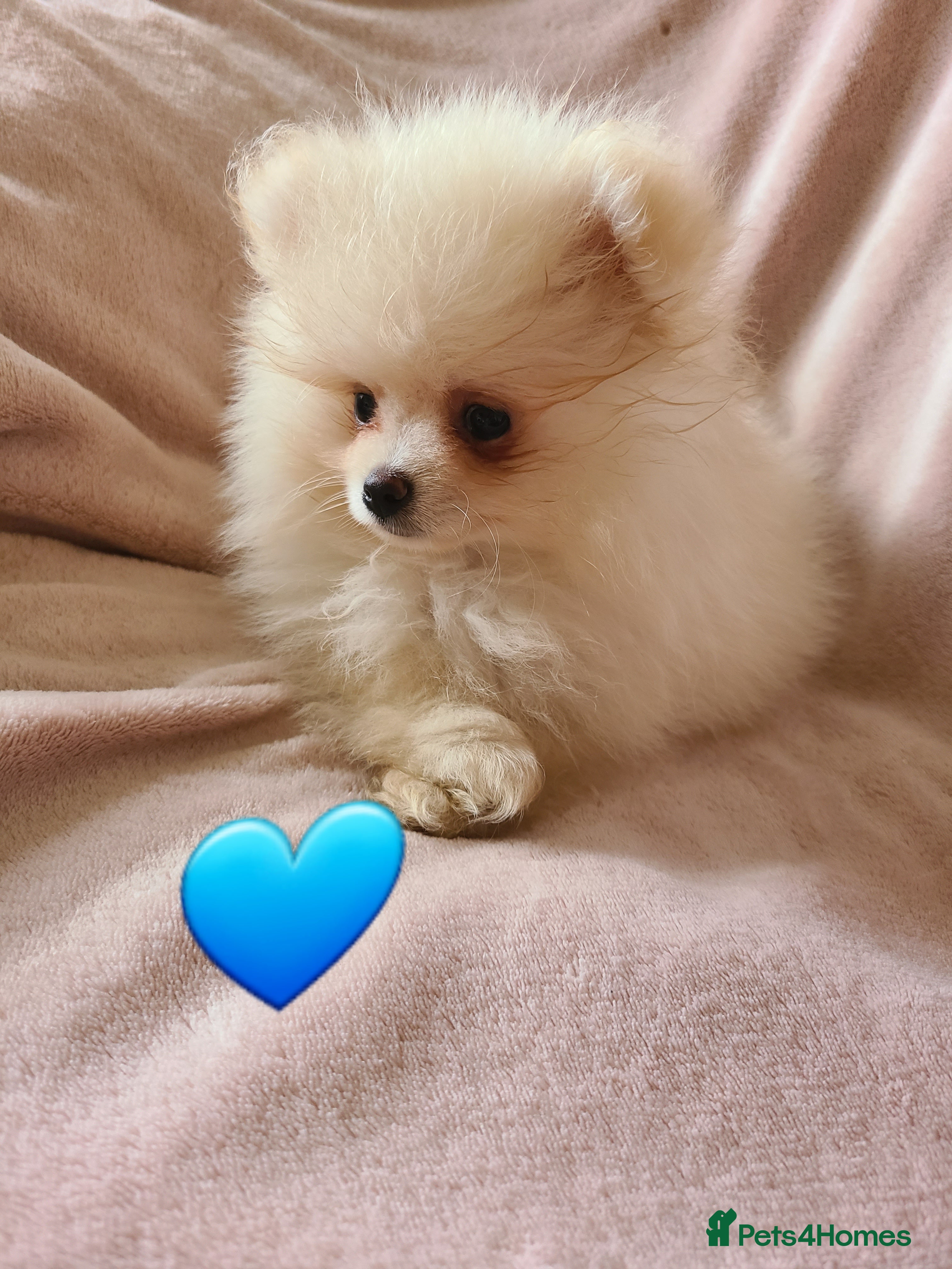 Pomeranian dogs Kc registered pomeranian puppies READY NOW💙🩷 - Advert 6