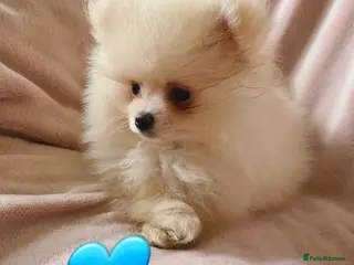 Pomeranian dogs Kc registered pomeranian puppies READY NOW💙🩷 - Advert 6
