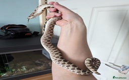 Snake reptiles for sale: 2 male hognose snakes  - Image 3
