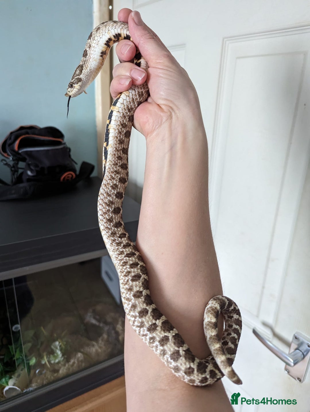 Snake reptiles for sale: 2 male hognose snakes  - Image 3