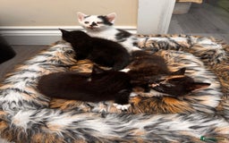 Domestic Shorthair cats for sale: 4 kittens(2 females,2 males) - Image 12