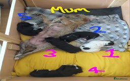 Mixed Breed dogs for sale: Cocker Jack Puppies - Image 6