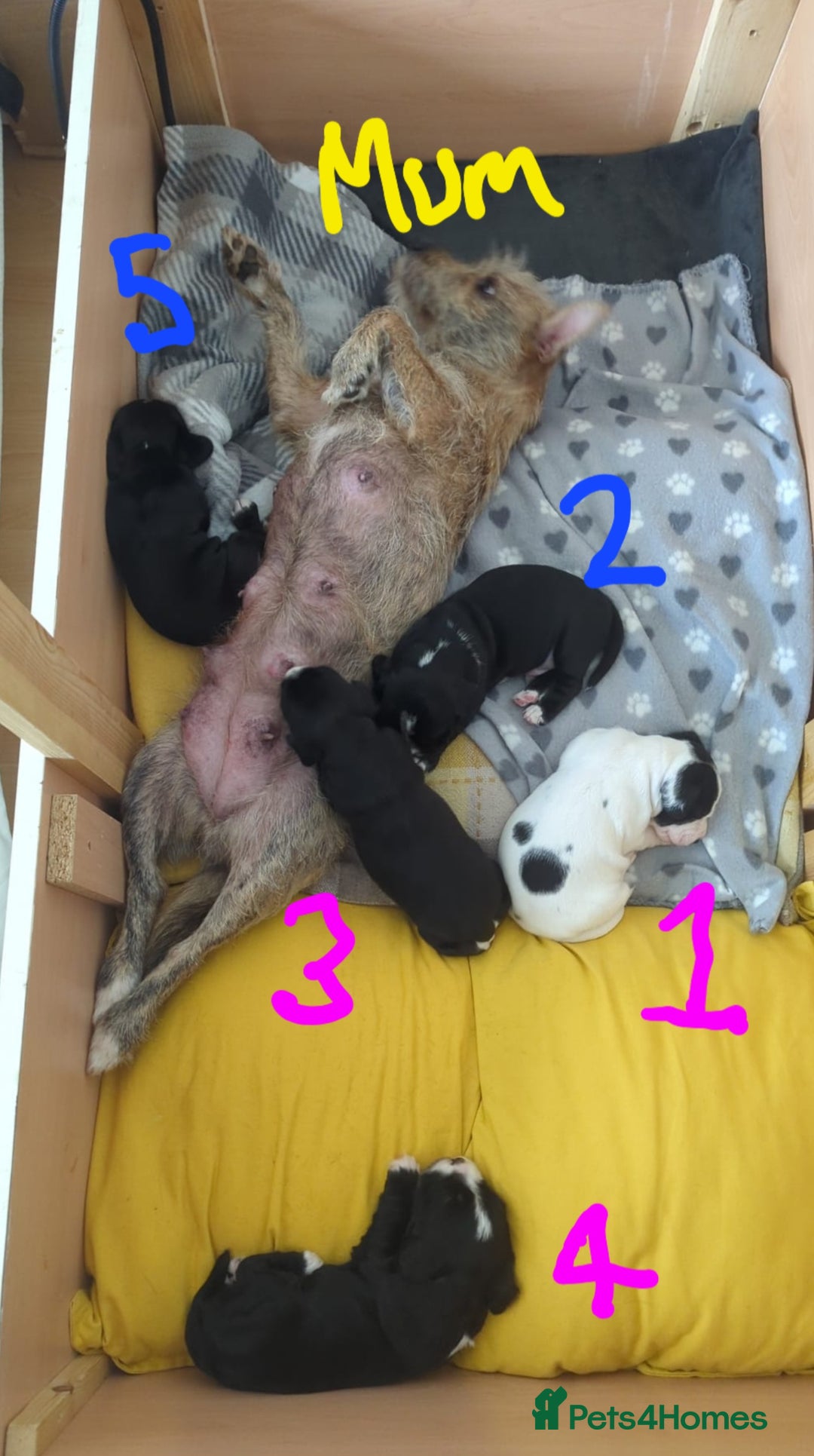 Mixed Breed dogs for sale: Cocker Jack Puppies - Image 6