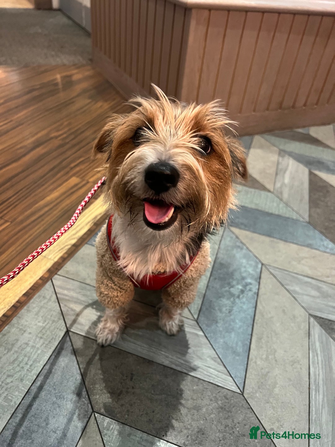 Mixed Breed dogs for sale: Cookie looking for new home - Advert 1