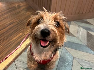 Mixed Breed dogs Cookie looking for new home - Advert 2