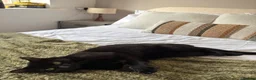 Mixed Breed cats for sale: Brother and Sister Cats - Advert 1