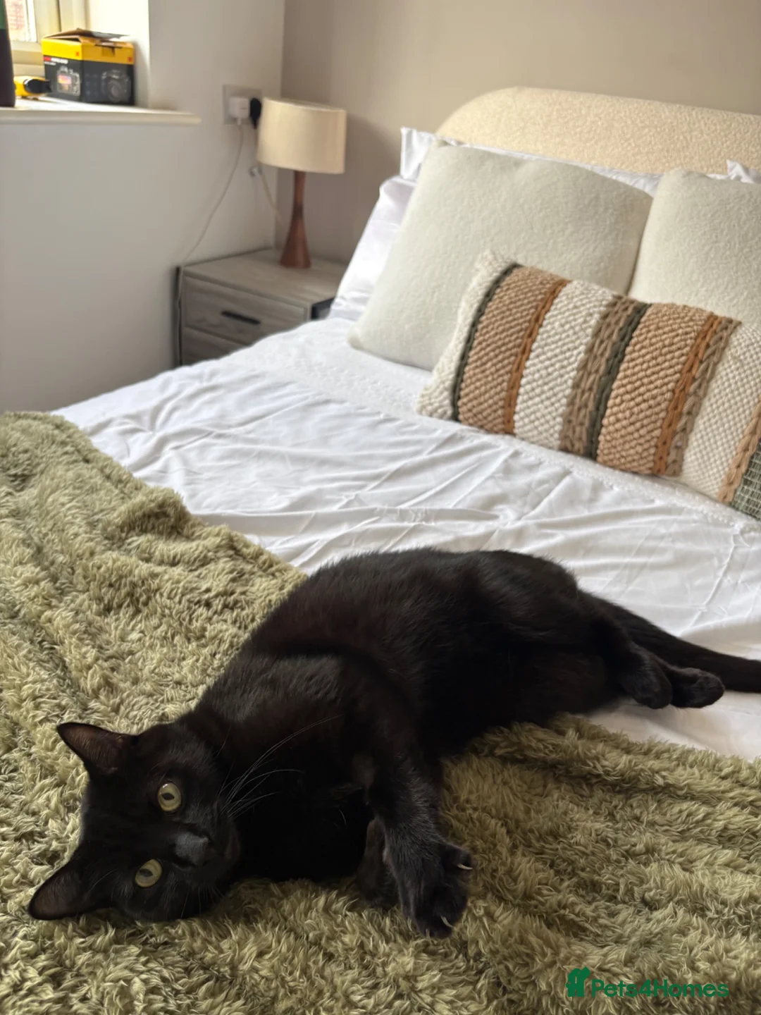 Mixed Breed cats for sale: Brother and Sister Cats - Advert 1