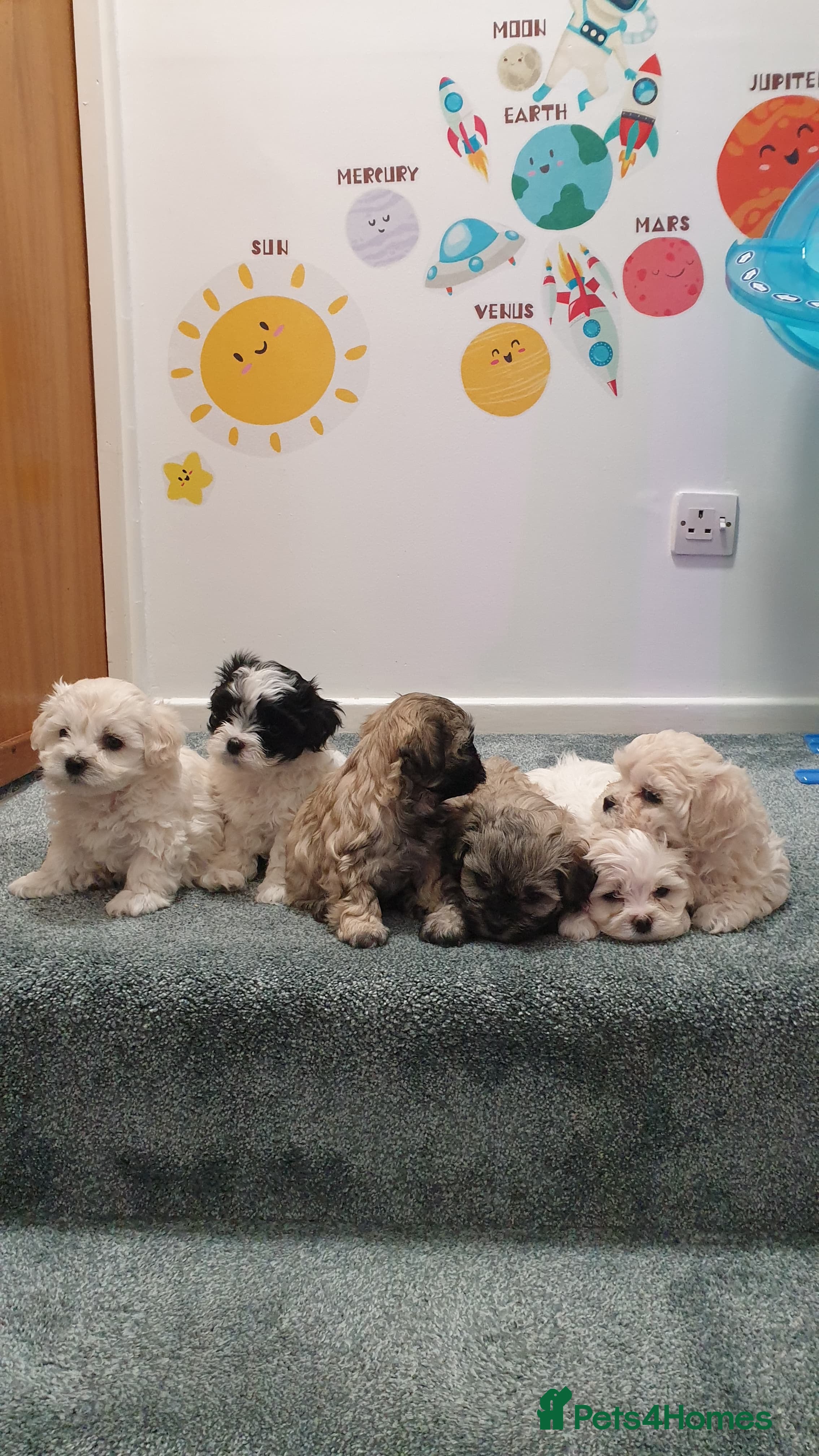 Bichon Frise dogs 6 bishon frezze poppy's dog's 🐕 . - Advert 1