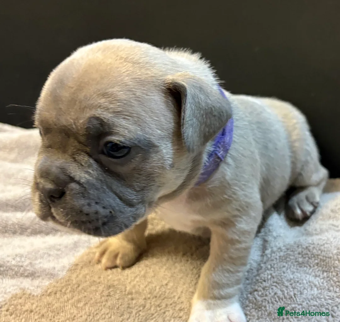 Mixed Breed dogs for sale: Frenchie mix - Advert 25