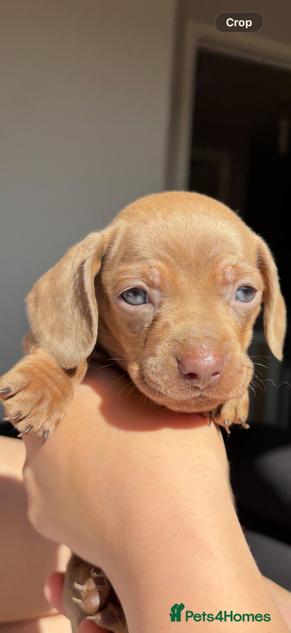 Dachshund dogs Beautiful dacshund puppies for sale - Advert 3