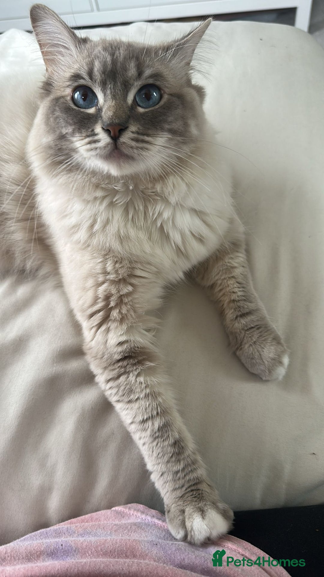 Ragdoll cats for stud: Blue Lynx Ragdoll STUD - Advert 5