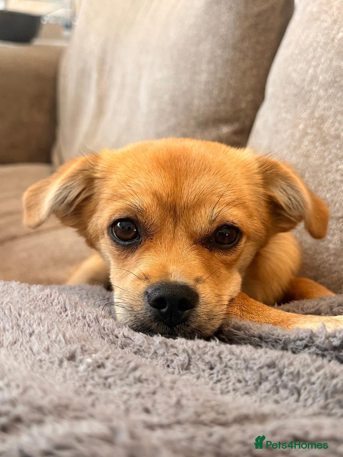 Mixed Breed dogs ❤️🐶 MYLA – 3,5 KG OF LOVE, CURIOSITY AND FUN - Advert 5