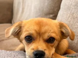Mixed Breed dogs ❤️🐶 MYLA – 3,5 KG OF LOVE, CURIOSITY AND FUN - Advert 5