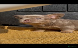 French Bulldog dogs for sale: Teddy bear floodle  - Image 25