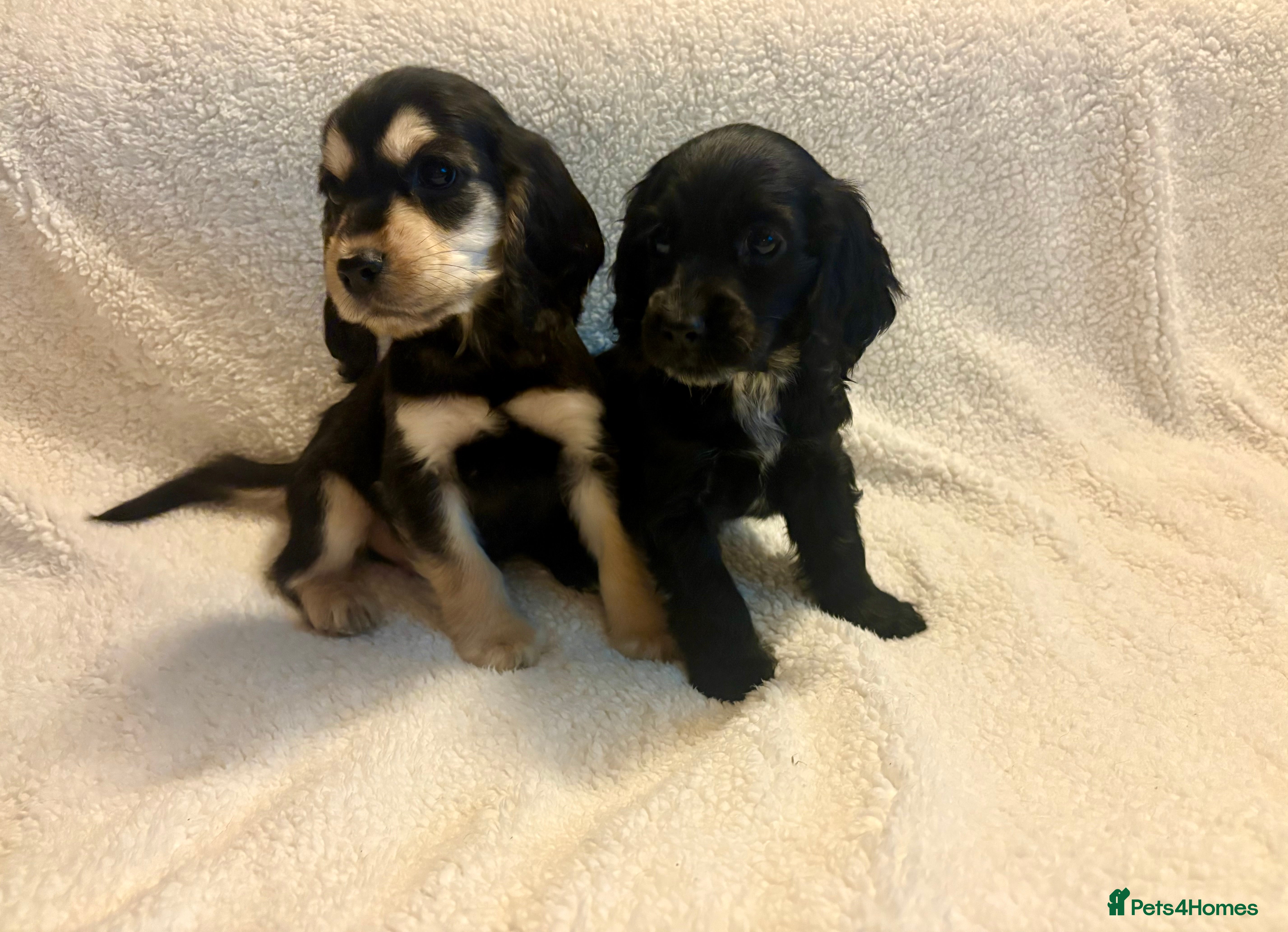Cocker Spaniel dogs Show type spaniels - Advert 10