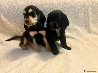 Cocker Spaniel dogs Show type spaniels - Advert 18