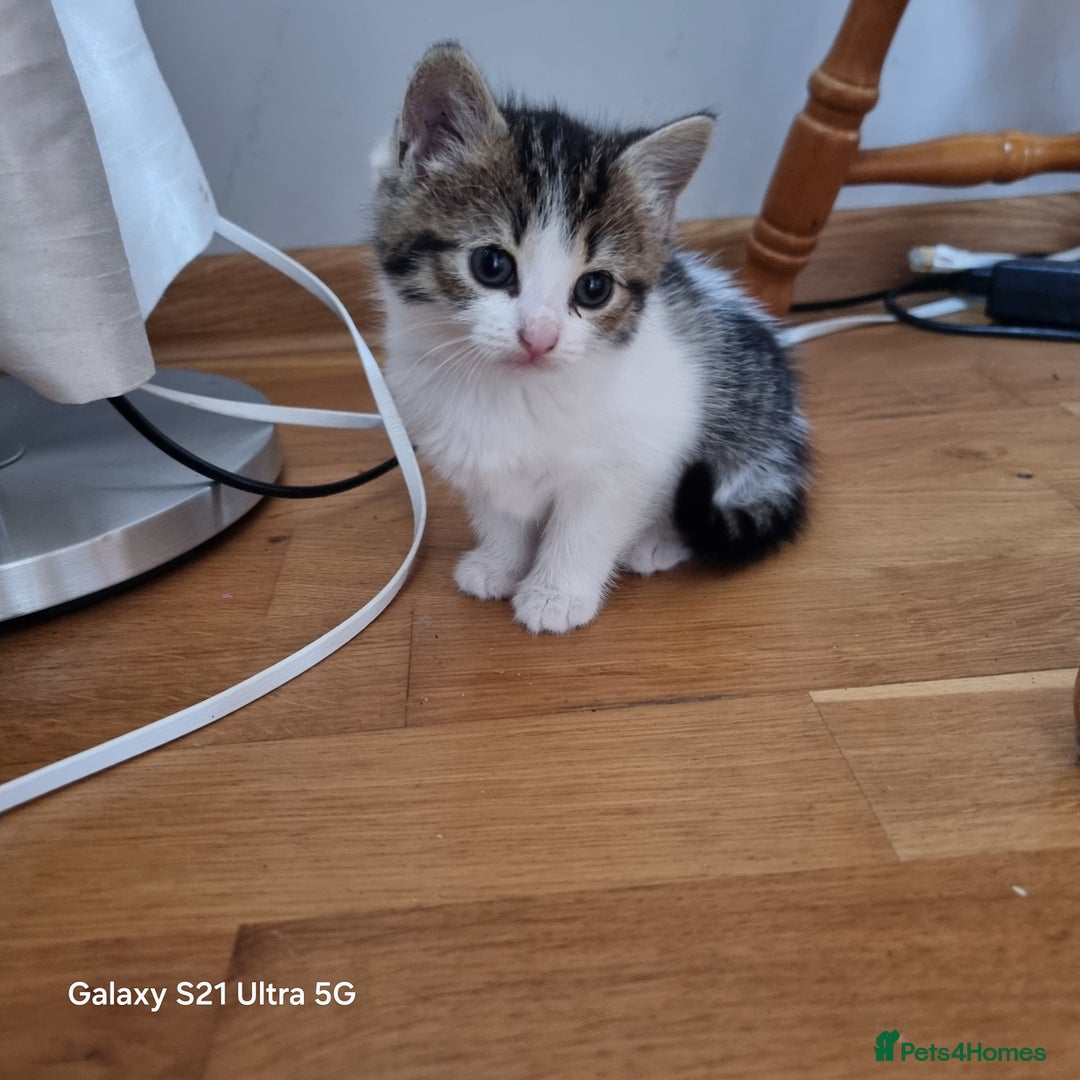 Mixed Breed cats for sale: 5 Cute Kittens For Sale!!! - Image 5