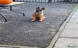Belgian Shepherd Dog dogs for sale: Belgian Mali  - Image 6
