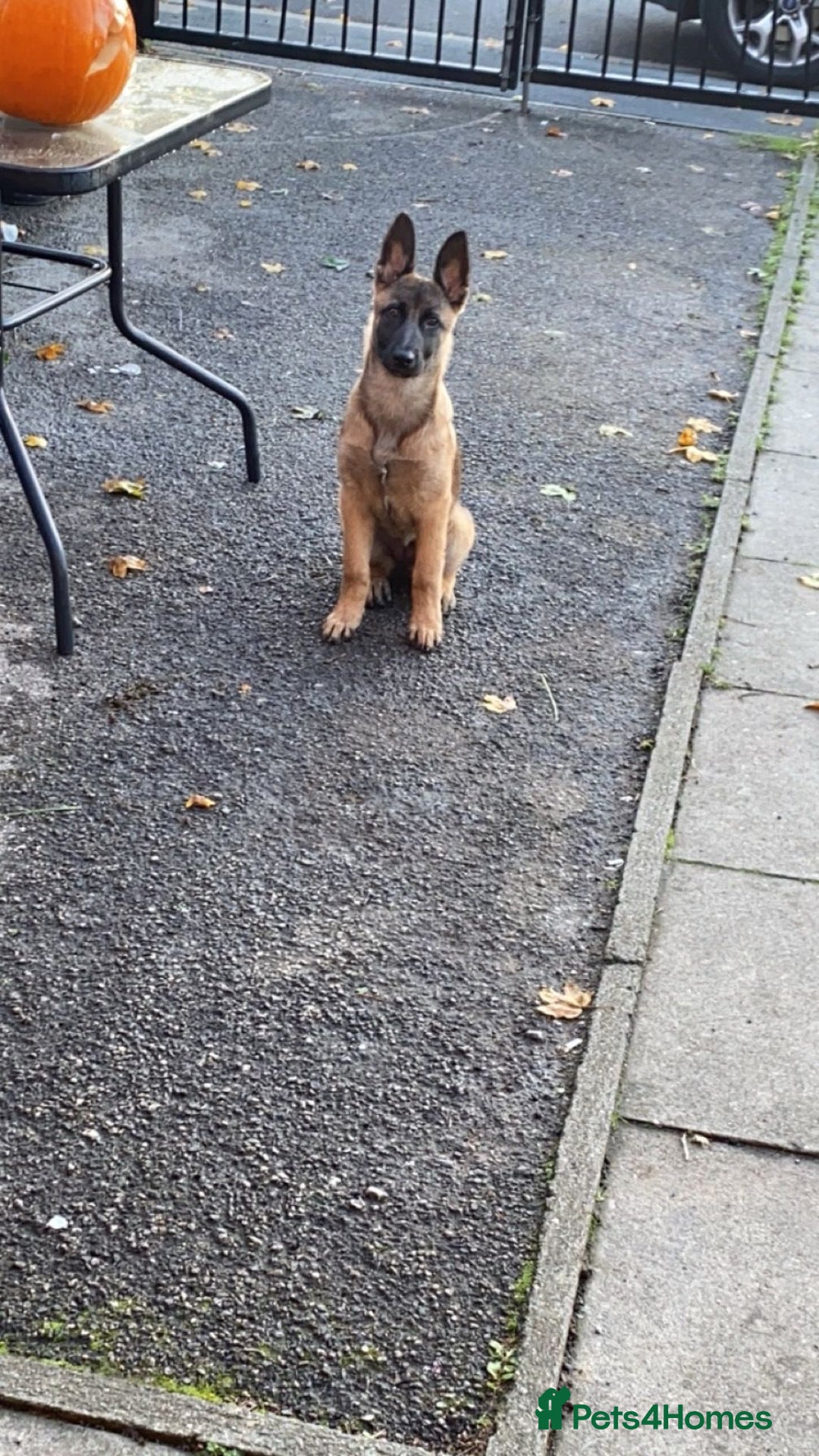 Belgian Shepherd Dog dogs for sale: Belgian Mali  - Image 6