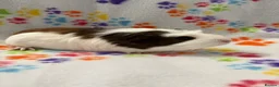 Guinea Pig rodents for sale: 8 week old ready to leave gorgeous guinea pigs   - Advert 9