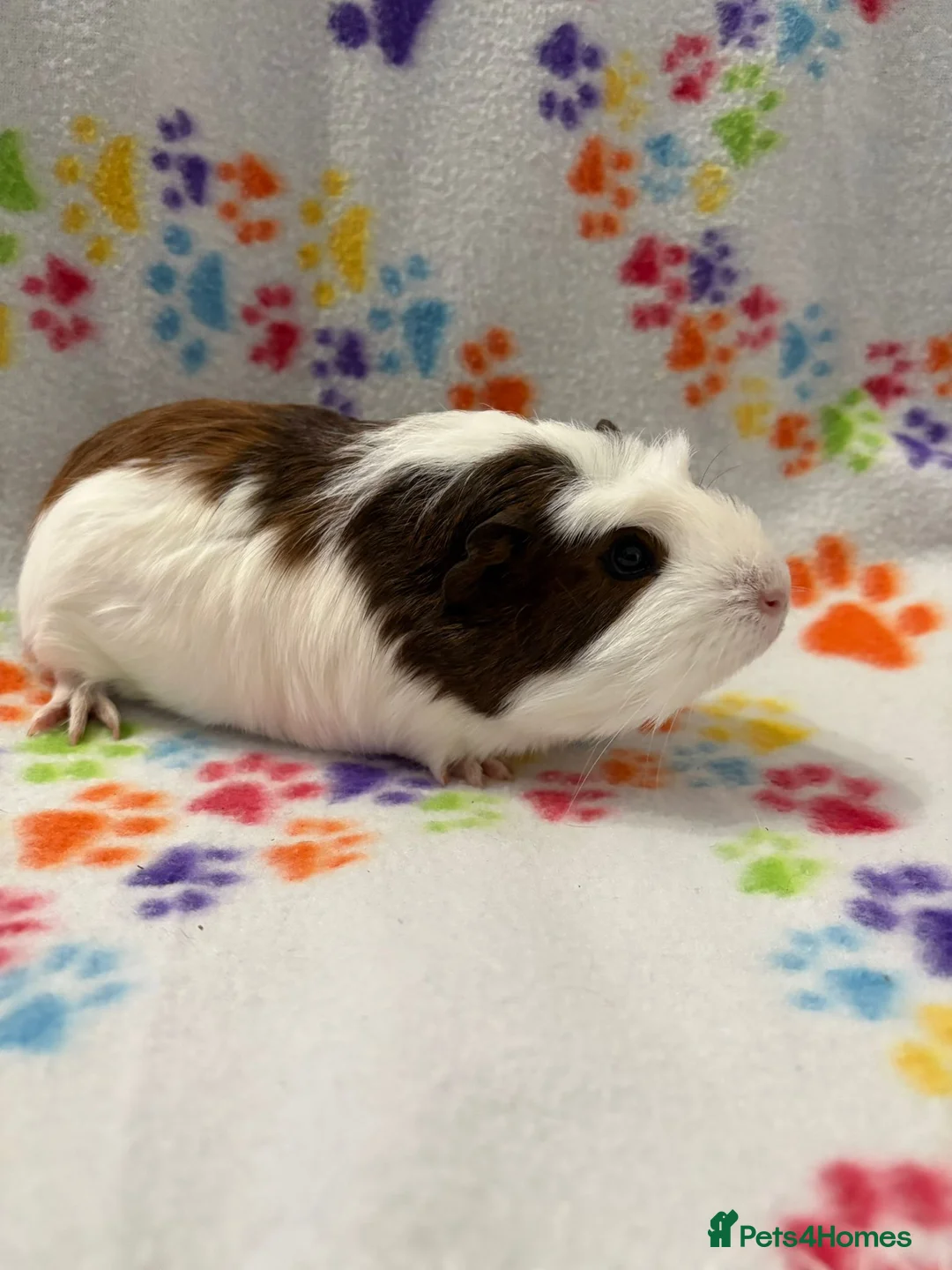 Guinea Pig rodents for sale: 8 week old ready to leave gorgeous guinea pigs   - Advert 9