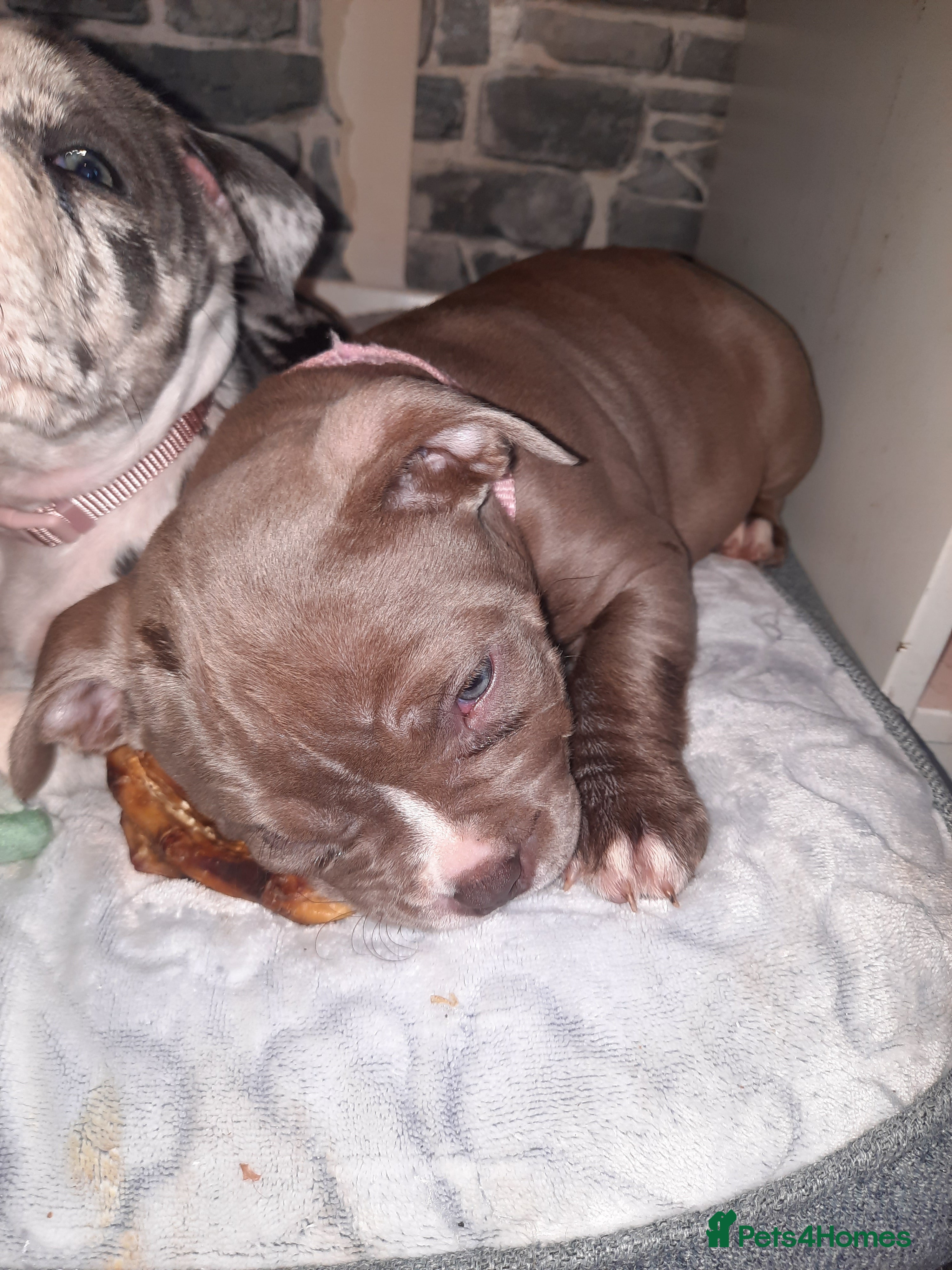 American Bully dogs Abkc reg platinum/champion pocket bullies - Advert 9