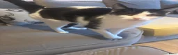 Mixed Breed cats for sale: Two female cats - Advert 4