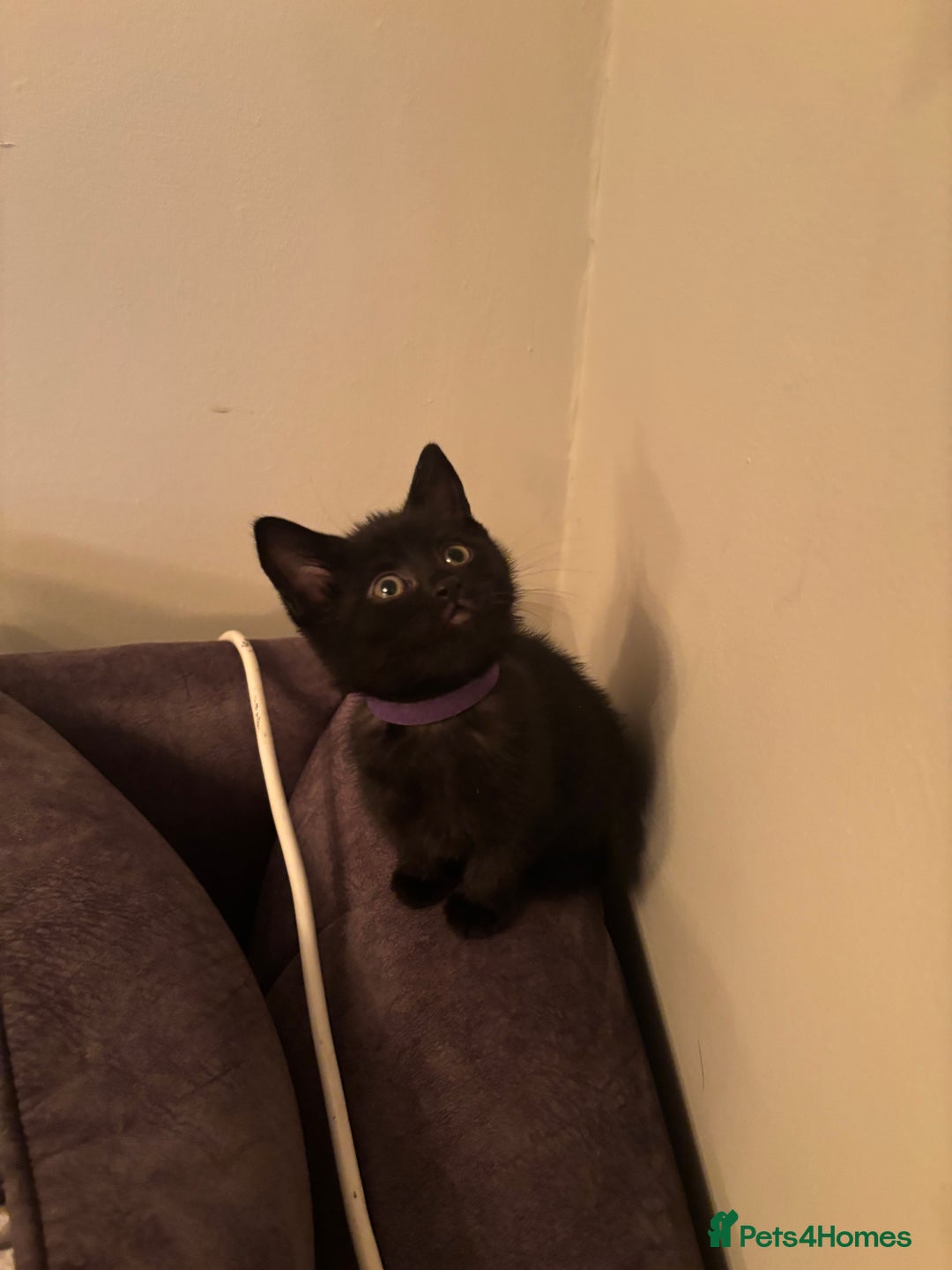 British Shorthair cats for sale: 5 BSH kittens (Grey Kitten GONE) - Image 19