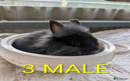 Lionhead rabbits for sale: 4x lionhead bunnies 8 week old 1x girl and 3x boys - Image 6