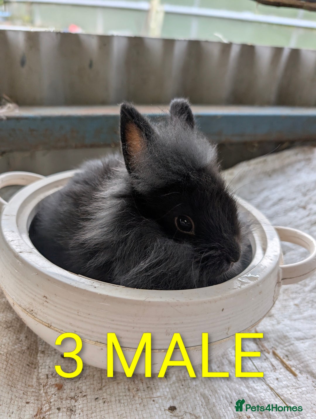 Lionhead rabbits for sale: 4x lionhead bunnies 8 week old 1x girl and 3x boys - Image 6