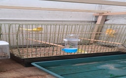Canaries birds for sale: Canaries  - Image 1