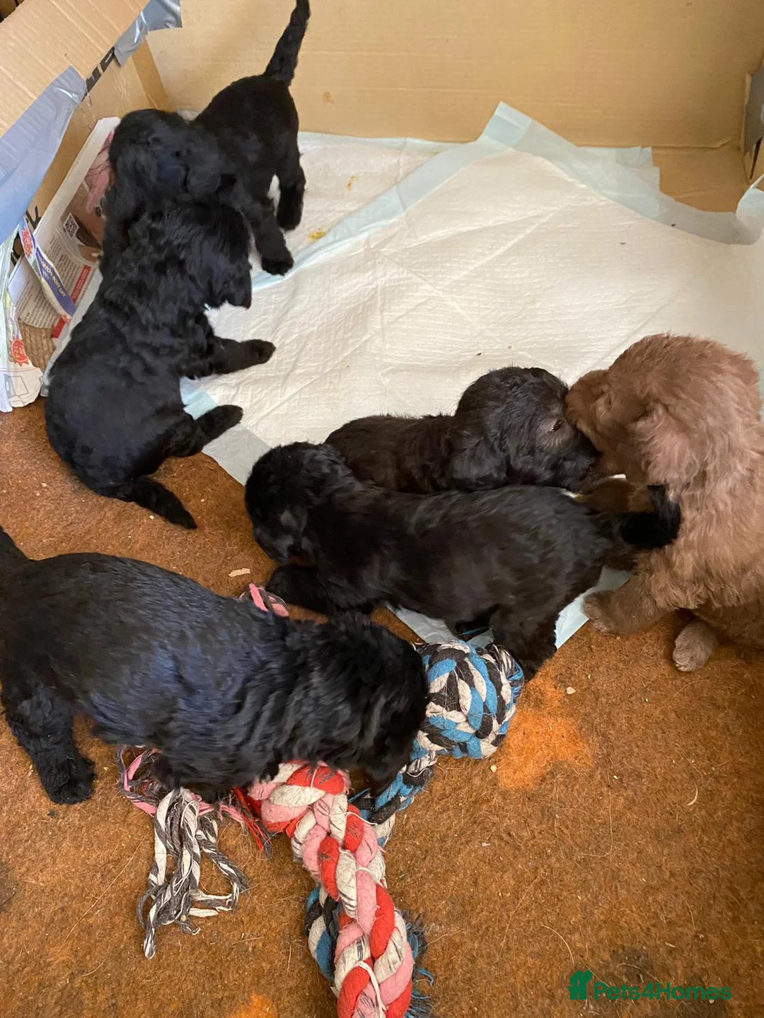 Bedlington Terrier dogs for stud: Blue.  Bedlington terrier for stud  CT Clear   in Chesterfield - Advert 33