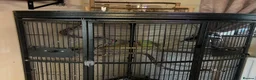 Parrots birds for sale: Alexandrine parrot - Advert 3