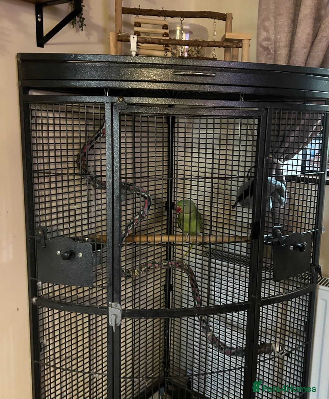 Parrots birds for sale: Alexandrine parrot - Advert 3