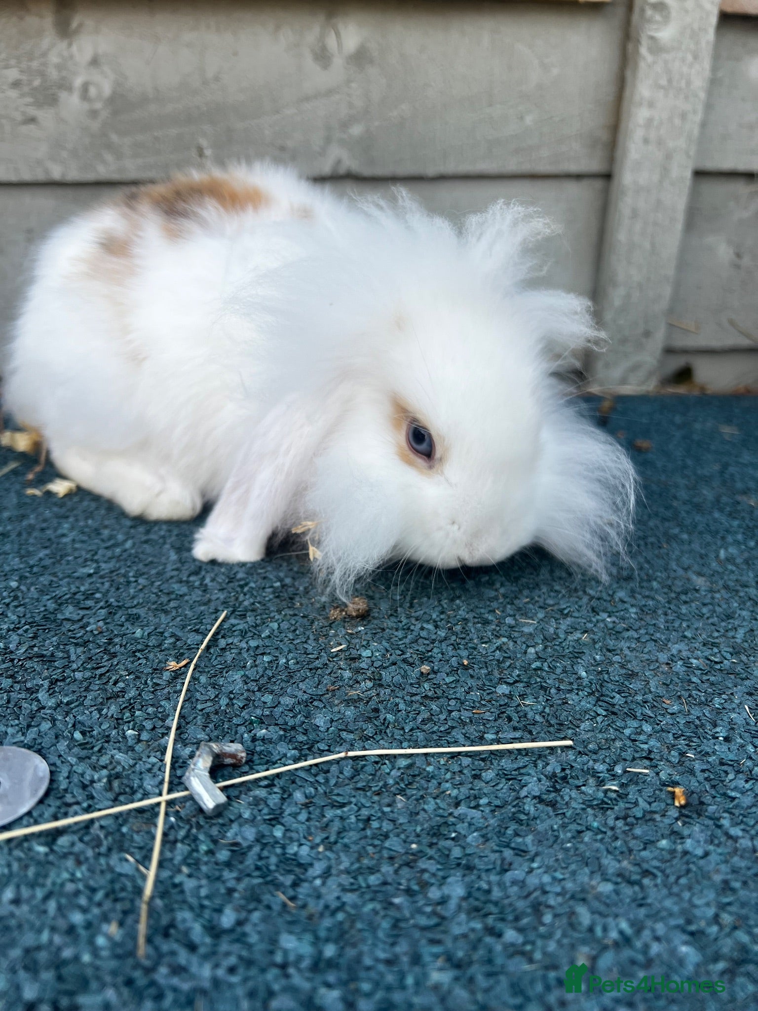 Lionhead rabbits READY NOW  Bouncing Beautiful lion heads  - Advert 1