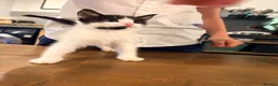 Mixed Breed cats for sale: Beautiful Short Hair Kittens - Advert 2