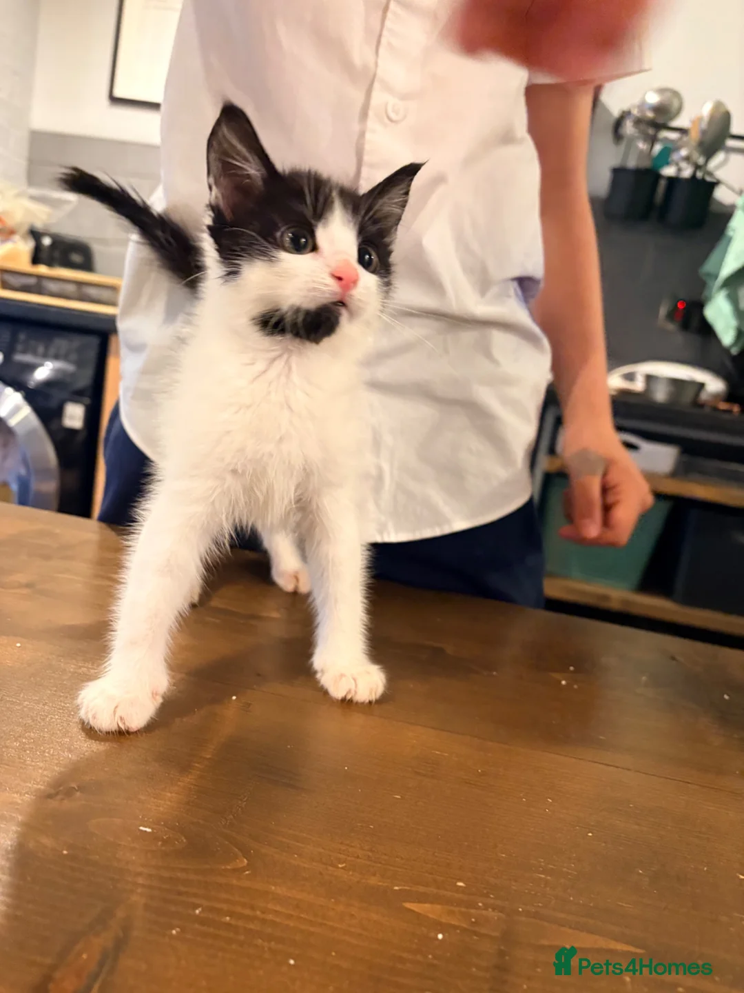 Mixed Breed cats for sale: Beautiful Short Hair Kittens - Advert 2