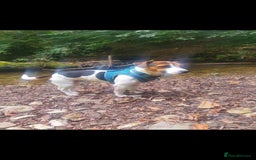 Jack Russell dogs for stud: Jack Russell Dog for Stud - Image 3