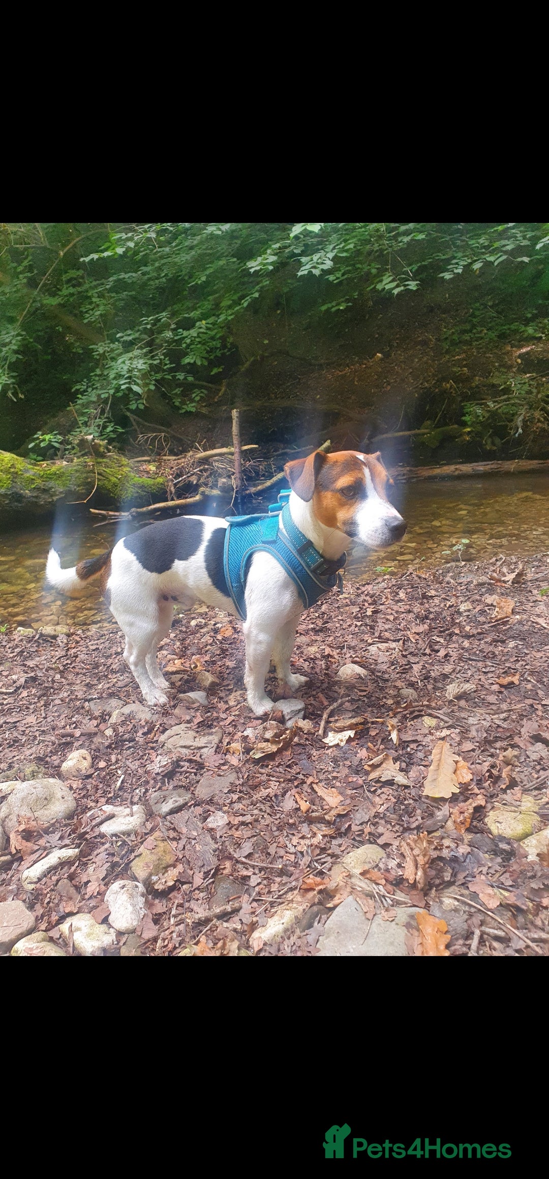 Jack Russell dogs for stud: Jack Russell Dog for Stud - Image 3