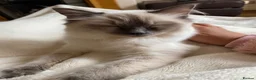 Ragdoll cats for sale: Eliza - Advert 3