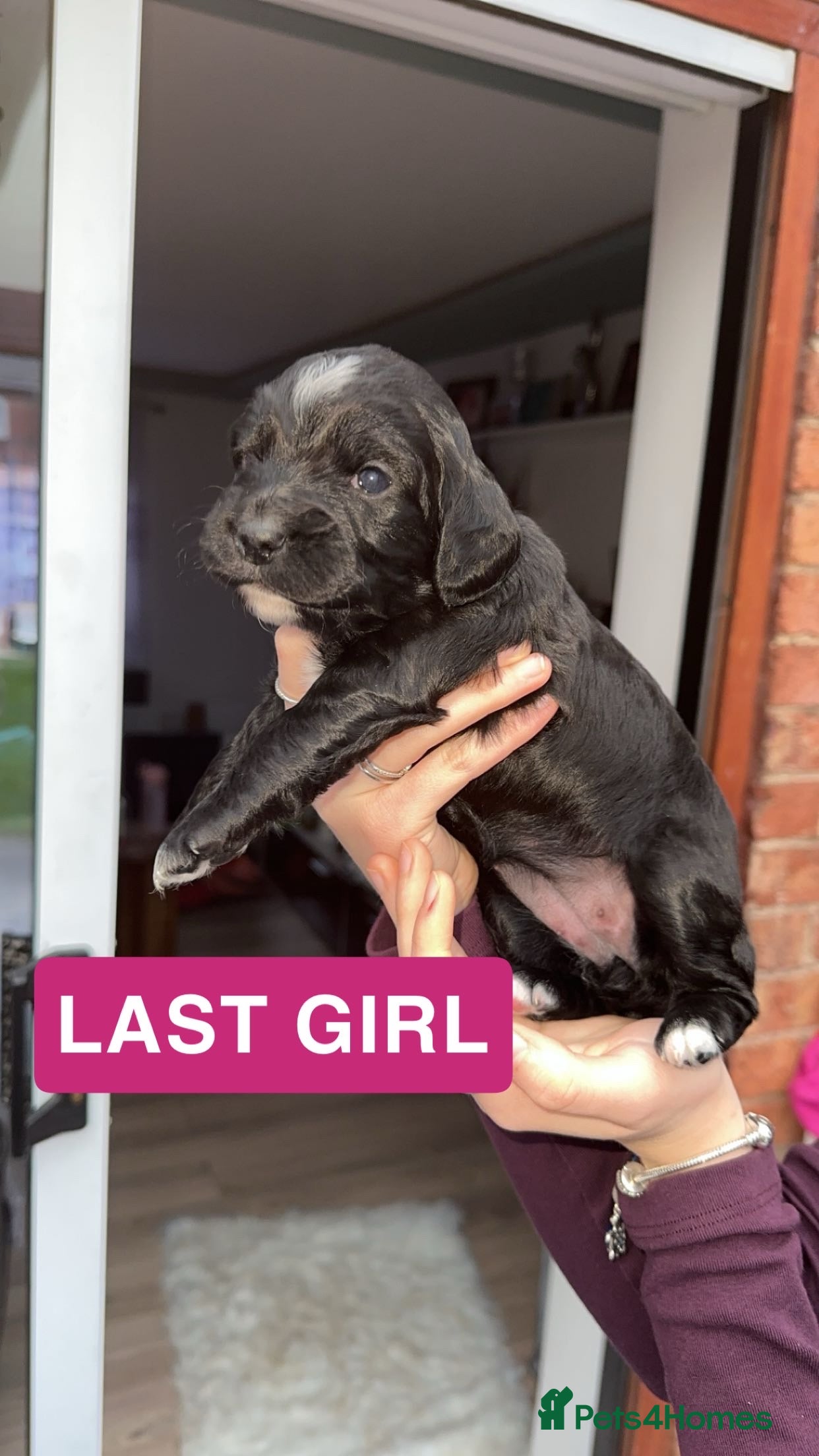 Cocker Spaniel dogs ⭐️1 gorgeous working cocker girl left ⭐️ - Advert 3